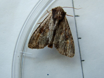 Clouded-bordered Brindle